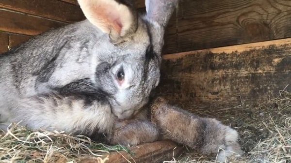 Случка кроликов. Безумный оргазм самца.Брачные игры кроликов. Когда случать кроликов . Самка в охот