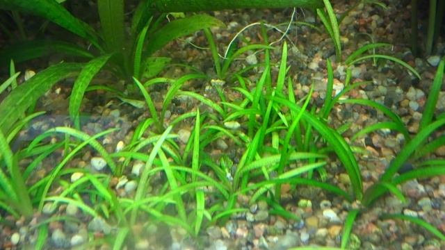 Сагиттария или Стрелолист (Sagittaria) в моем аквариуме. смотреть онлайн