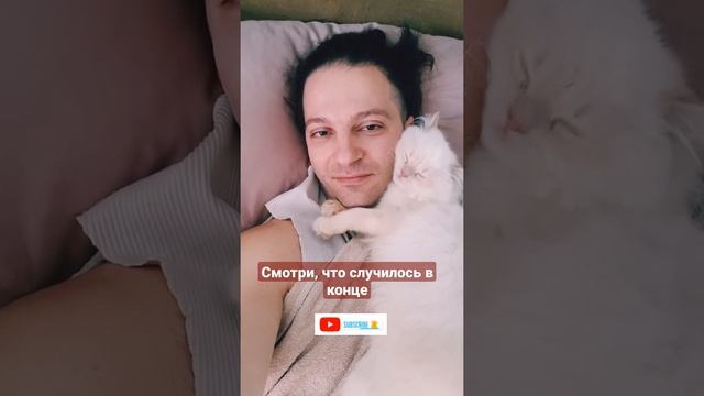 Смотри, что происходит, когда моя украинская кошка спит #shorts #кот смотреть онлайн