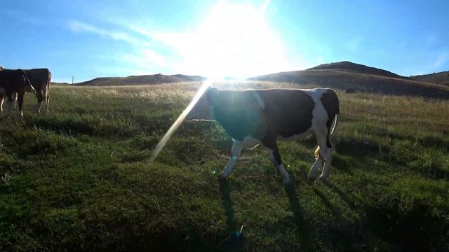Дрислинги | на просторах Тутайского залива смотреть онлайн