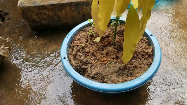 Share Technique| Mango Tree Growing Fast use Aloe Vera Boosting in Papaya Fruit смотреть онлайн