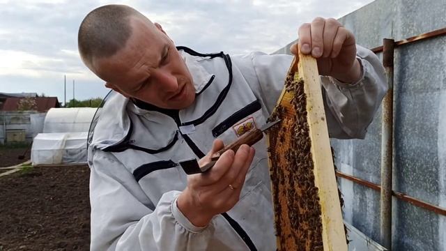 Подсадка неплодных маток от Карла Пернера смотреть онлайн