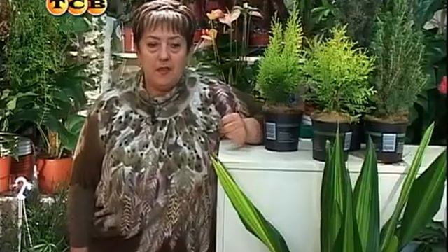 Цветочная лавка «Посадка можевельника». смотреть онлайн