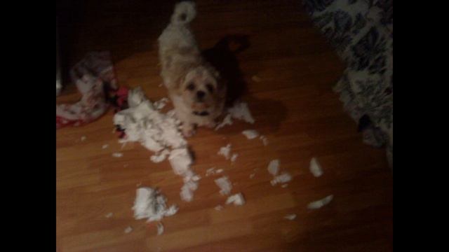 Billy Currington Like my Dog(ft. Dixie and Barney) смотреть онлайн