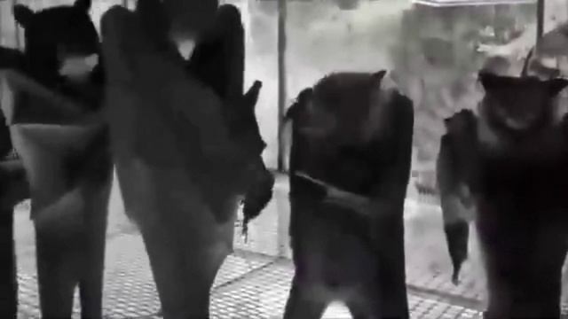 Танец летучих мышей. смотреть онлайн