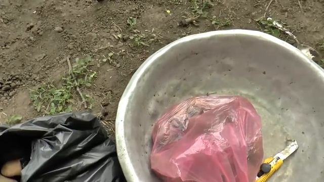 Как из 1 кг картошки получить 100 кг картошки. Посадка картошки. смотреть онлайн
