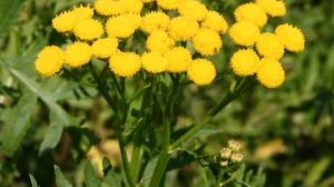 Пижма обыкновенная.  Лекарственные травы