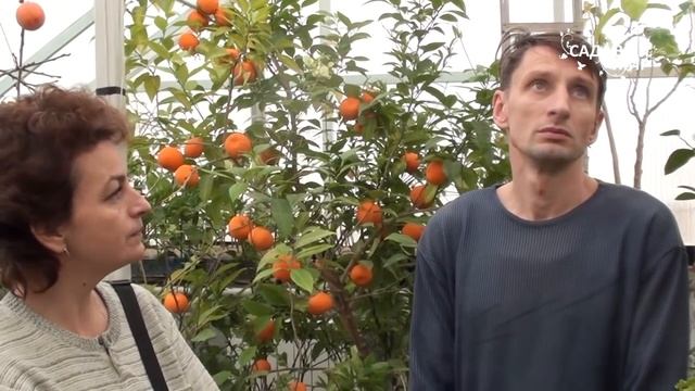 Зимний сад, или оранжерея в доме.Сайт "Садовый мир" смотреть онлайн