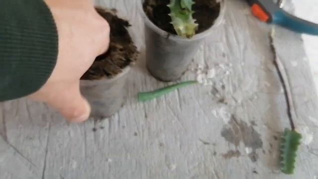 Укоренение черенков магнолии Джуди в листьях Алоэ. Эксперимент. смотреть онлайн