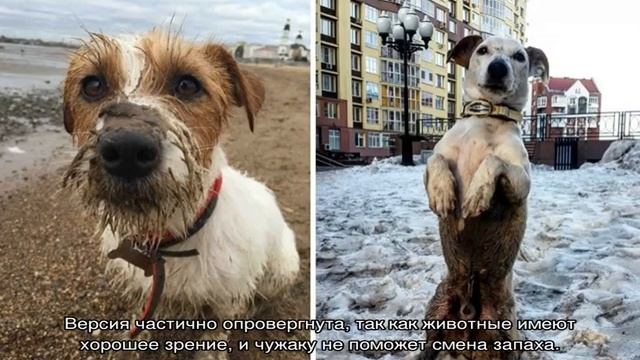 Почему собаки валяются в тухлятине и экскрементах смотреть онлайн