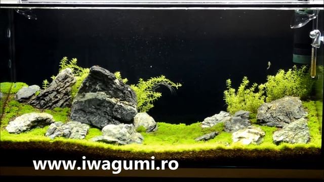 Pearling Hemianthus callitrichoides Cuba смотреть онлайн