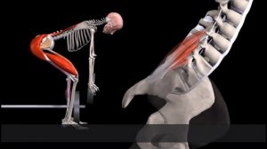 СТАНОВАЯ ТЯГА. Техника. Ошибки. Нужно ли делать. БИОМЕХАНИКА