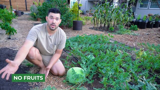 6 Watermelon Growing Mistakes To Avoid ? смотреть онлайн