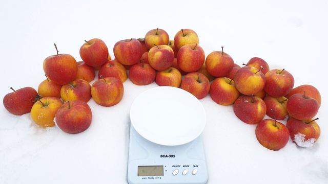 ЯБЛОНЯ ПИНОВА / PINOVA APPLE смотреть онлайн