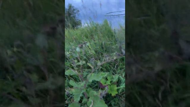 Карп, килошный под сбор удочек:)/Carp, killer for fishing rods :) смотреть онлайн