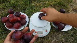 Алыча Генерал /Крупноплодные сорта алычи !!!