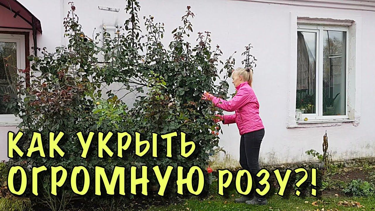 НЕ ОБРЕЗАЙТЕ ПЛЕТИСТЫЕ РОЗЫ ОСЕНЬЮ! Укройте ТАК и они ПРЕКРАСНО перезимуют! смотреть онлайн