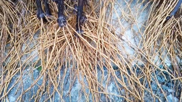 МОИ САЖЕНЦЫ! ТЕЛ.+79054033245, WhatsApp и Viber +79528500417. ЗВОНИТЕ И ПИШИТЕ.СЕРГЕЙ. смотреть онлайн