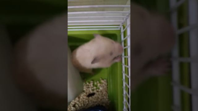 Хомяк Джерри🐹 Рун тур по клетке чем занимается хомячок сирийский Arina Eroshina Pets смотреть онлайн