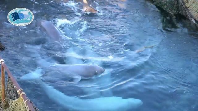 Последний выпуск белух из бухты Средняя 5-10 ноября 2019 г. смотреть онлайн