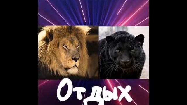 ЛЕВ VS ЧЁРНАЯ ПАНТЕРА / Полный бой смотреть онлайн
