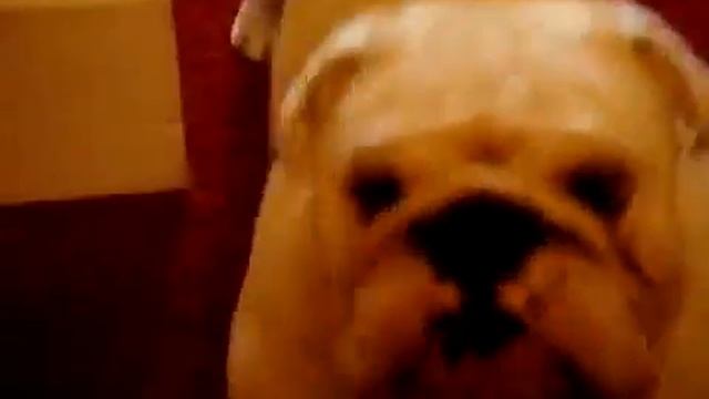 british bulldog смотреть онлайн