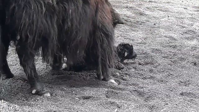 Новорожденный телёнок смотреть онлайн