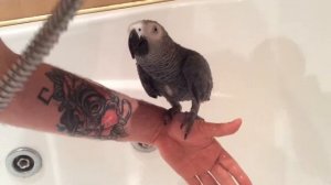 КУПАНИЕ ПОПУГАЯ / как правильно купать попугаев