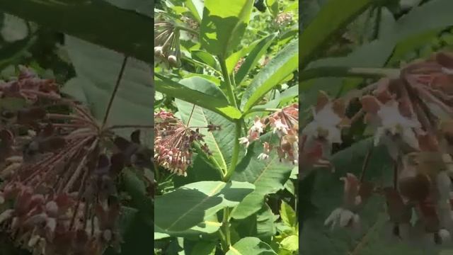 Ваточник сирийский. Адыгея. Медосбор. смотреть онлайн