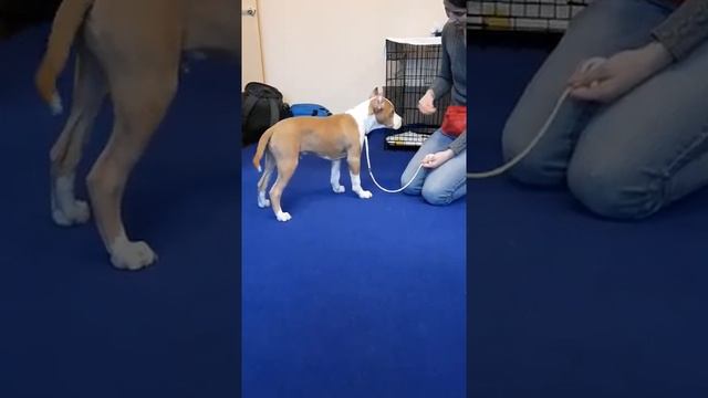 Обучение щенка стаффа командам Сидеть, Лежать, Стоять смотреть онлайн