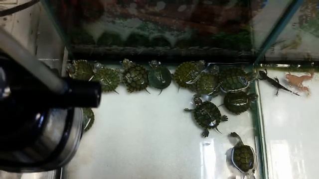 Детки красноухой черепахи смотреть онлайн