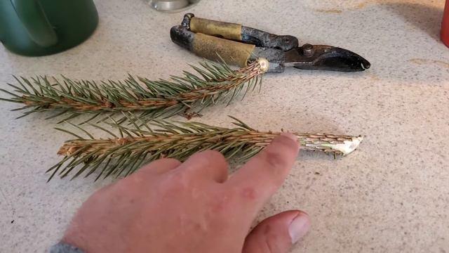 How to propagate evergreen trees from limb unions and cuttings. смотреть онлайн