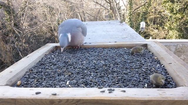 Вяхирь на кормушке 12.02.2017 Wood Pigeon смотреть онлайн