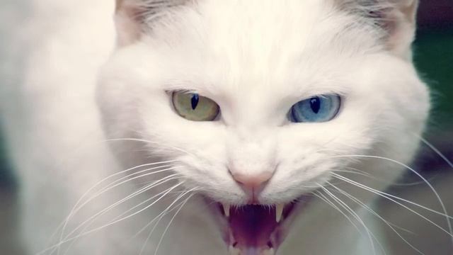 Billi ki Awaaz | Voice of cat | Khofnak awaz || Mudasar Nazar on 32 tv смотреть онлайн