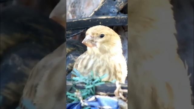 #shorts Важный птенец зеленушки