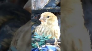 #shorts Важный птенец зеленушки