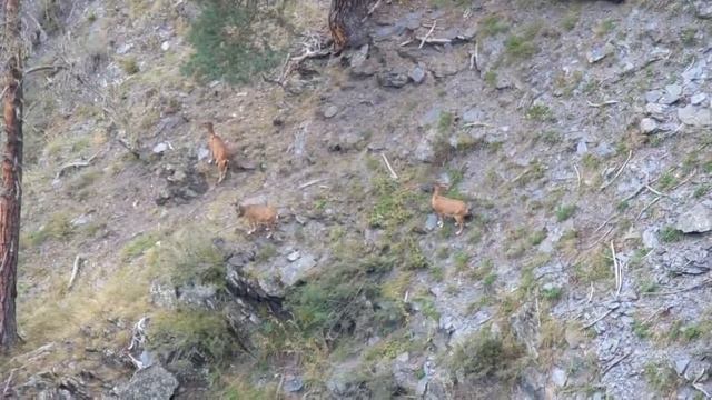 ნიამორები თუშეთის ეროვნულ პარკში | Tusheti National Park смотреть онлайн