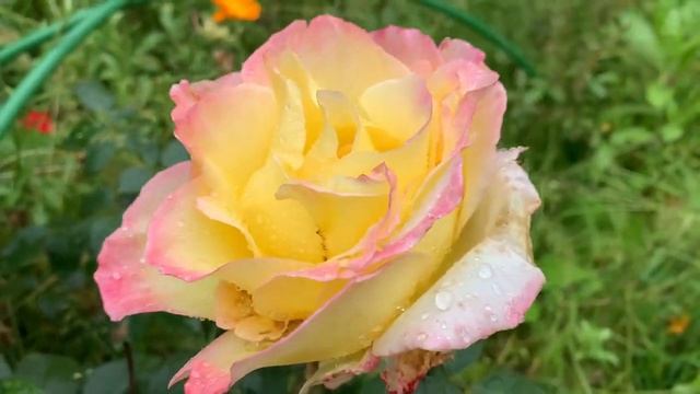 Чайно-гибридная роза ГЛОРИЯ ДЕЙ (Rose Gloria Dei). Сентябрь 2021 смотреть онлайн