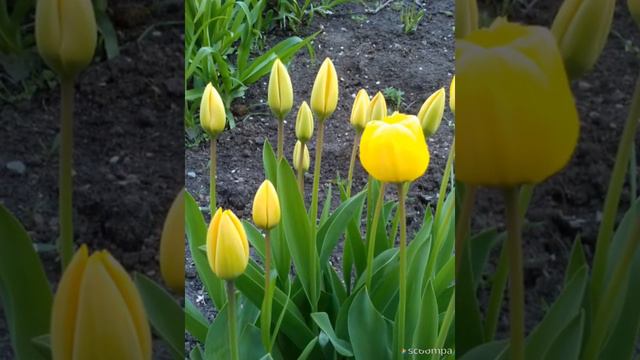 МОИ ТЮЛЬПАНЫ 30.04.2021 смотреть онлайн