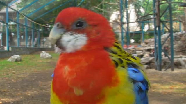 Rozele - Eastern Rosella - Platycercus Eximius