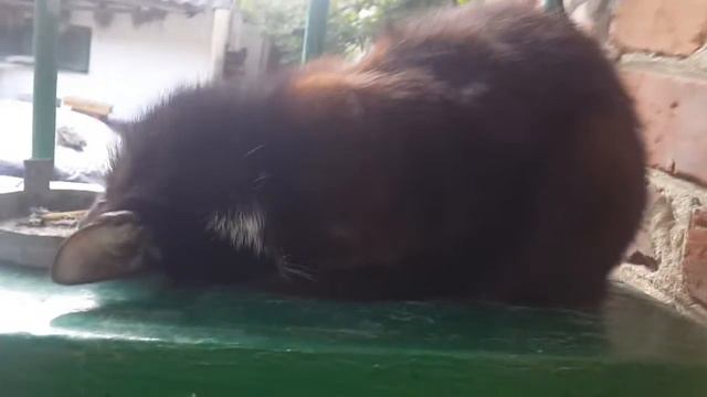 Кот странно спит, прикол смотреть онлайн