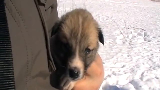 Чаку 1 месяц, познаем мир