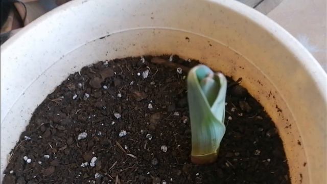 Лук Суворова. Анзур. Свойства и применение. смотреть онлайн
