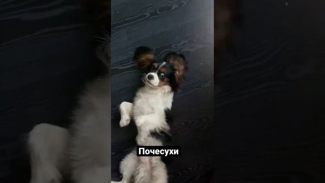 Почесушки Тимохи, весь день может так лежать )))