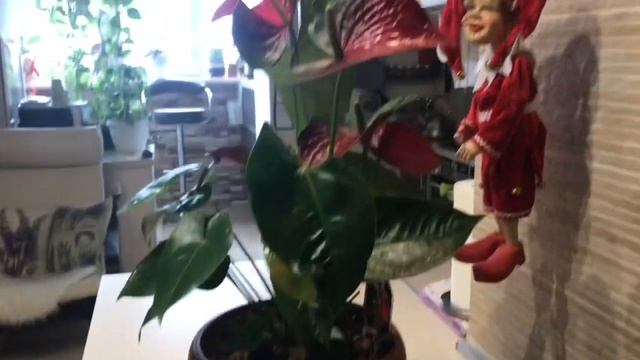 Что с моими цветочками в конце зимы смотреть онлайн