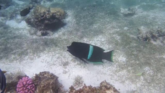 Не съем-так понадкусываю. Корис клоун, Coris aygula..DSCF6229 смотреть онлайн