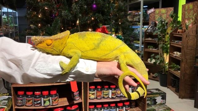 Лучший выбор хамелеонов! смотреть онлайн