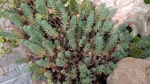 Необычные ОЧИТКИ  и  СЕДУМЫ. Нестандартное применение в дизайне сада. Живой ковер из почвопокровных