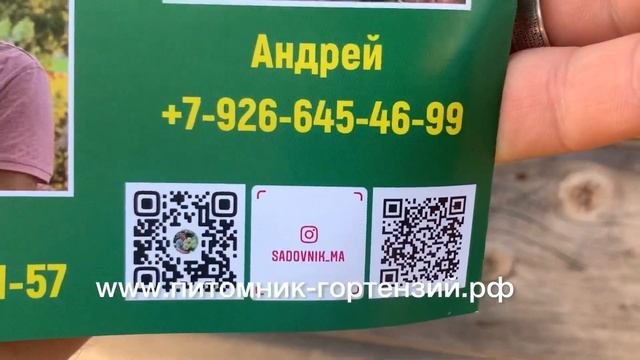 Хит лета 2021 НОВИНКА от Ushio Sakazaki.Гортензия гибридная (сорт 'Runaway Bride'®). смотреть онлайн