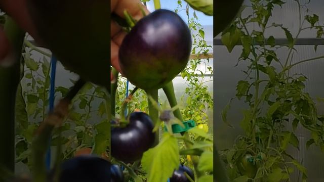 Как определить спелость у зеленоплодных томатов и томатов с антоцианом ? Показываю наглядно ! смотреть онлайн